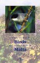 Where to Watch Birds and Other Wildlife in Malta