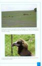Vultures of Georgia and Caucasus