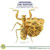 Orthoptera: Fam. Mantidae, Subfam. Eeremiaphilinae