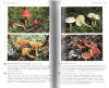 A Field Guide to Australian Fungi