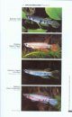 The Fresh and Brackish Water Fishes of West Africa (2-Volume Set) / Poissons d'Eaux Douces et Saumâtres de L'Afrique de l'Ouest