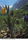 Escursioni Floristiche sulle Alpi [Floristic Excursions in the Alps]