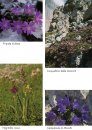Escursioni Floristiche sulle Alpi [Floristic Excursions in the Alps]