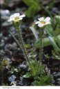 Sassifraghe delle Alpi e degli Appennini [The Genus Saxifraga in the Alps and the Appennines]