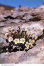 Sassifraghe delle Alpi e degli Appennini [The Genus Saxifraga in the Alps and the Appennines]