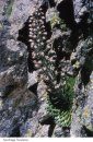 Sassifraghe delle Alpi e degli Appennini [The Genus Saxifraga in the Alps and the Appennines]
