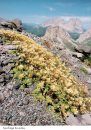 Sassifraghe delle Alpi e degli Appennini [The Genus Saxifraga in the Alps and the Appennines]