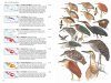Birds of New Guinea