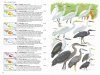 Birds of New Guinea
