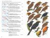 Birds of New Guinea