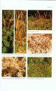 The Bryophyte Flora of Israel and Adjacent Regions