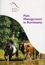 Pain Management in Ruminants