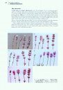 The Genus Lavandula