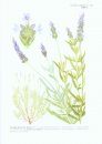 The Genus Lavandula