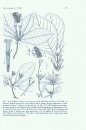 Flora of Ecuador, Volume 74, Part 162: Rubiaceae (part 4), Tribe 9. Hippotideae