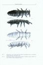Synopses on Palaearctic Collembola, Volume 4: Hypogastruridae