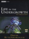 Life in the Undergrowth - DVD (Region 2 & 4)