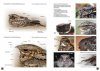 Nightjars of the World