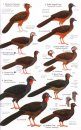 Birds of Northern South America, Volume 2: Plates and Maps