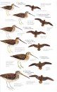 Birds of Northern South America, Volume 2: Plates and Maps