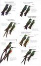 Birds of Northern South America, Volume 2: Plates and Maps