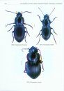 Fauna of New Zealand, No 53: Harpalini (Insecta: Coleoptera: Carabidae: Harpalinae)