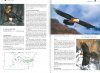 Veldgids Roofvogels [Field Guide to Birds of Prey]