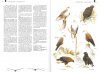 Veldgids Roofvogels [Field Guide to Birds of Prey]