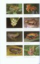 Amphibians of East Africa