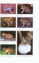 Amphibians of East Africa