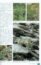 Himalayan Plants Illustrated [Japanese]