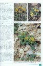 Himalayan Plants Illustrated [Japanese]
