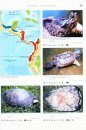 Turtles of the World, Volume 3: Central and South America / Schildkröten der Welt, Band 3: Mittel- und Südamerika