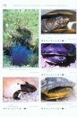 Turtles of the World, Volume 3: Central and South America / Schildkröten der Welt, Band 3: Mittel- und Südamerika