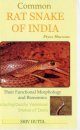 Common Rat Snake of India