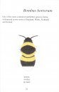 A Pocket Guide to the Bumblebees of Britain and Ireland