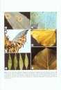 The Fungi of New Zealand, Volume 4: Fungi on Trees and Shrubs in New Zealand