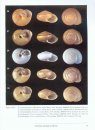 Checklist of the Land Snails and Slugs of California