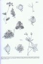 Steyermark's Flora of Missouri, Volume 2