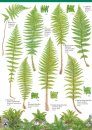 Guide to Common Ferns