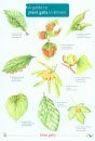 A Guide to Plant Galls in Britain