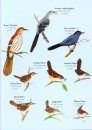 Florida's Birds