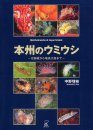 Opisthobranchs of Japan Islands [Japanese]