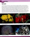 A Diver's Guide to Reef Life