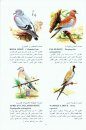 Birds of Yemen [Arabic]