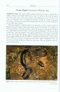 The Snakes of Sulawesi