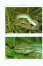 The Snakes of Sulawesi
