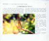 Pictorial Handbook on Common Dragonflies and Damselflies of Kerala