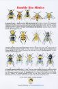 Bumble Bee Mimics