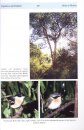 The Birds of Malawi